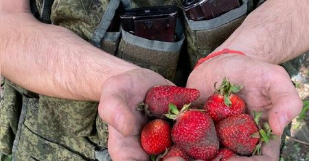 Rosjanie zbierają truskawki, aby przetrwać. "Masowo składają broń"