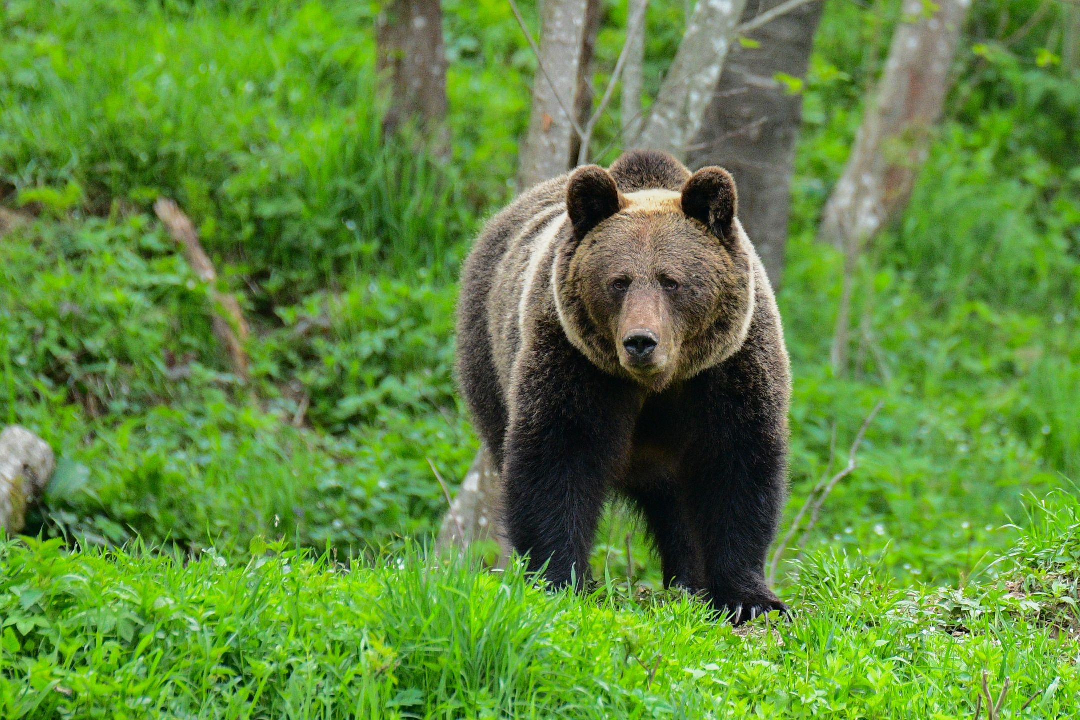 Brown bear / Ursus arctos. Bieszczady Mountains. Poland
Nature background with wild predator
SzymonBartosz
beautiful, ursus, arctos, angry, background, bieszczady, carpathian