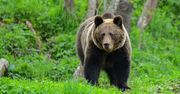 Przyrodniczy alarmują. Przeniesienie niedźwiedzi to nie rozwiązanie