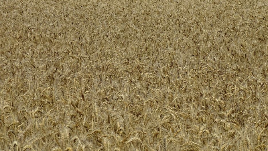 Teoretycznie - już po terminie siewu pszenicy ozimej, praktycznie - niektórzy jeszcze pracują w polu.