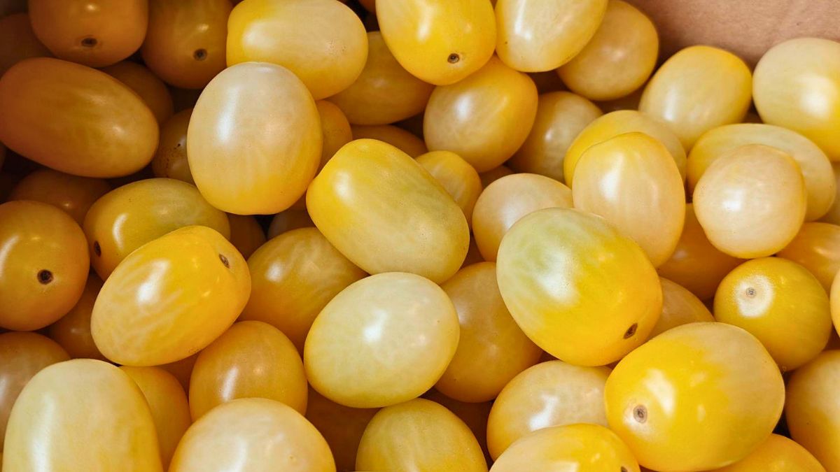 Żółte pomidorki koktajlowe nie są tak popularne jak czerwone