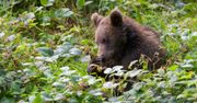 Chcą zatrzymać niedźwiedzie w górach. Ma pomóc owocowy "bufor"