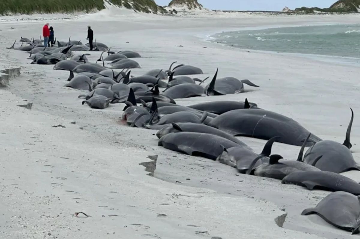 Tragic mass stranding of 77 pilot whales on Orkney Islands beach