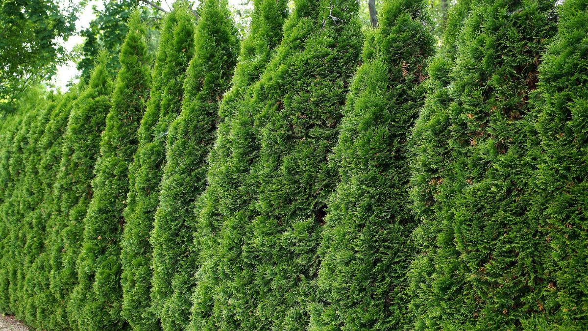 Tuje czeka koniec? / zdjęcie ilustracyjne