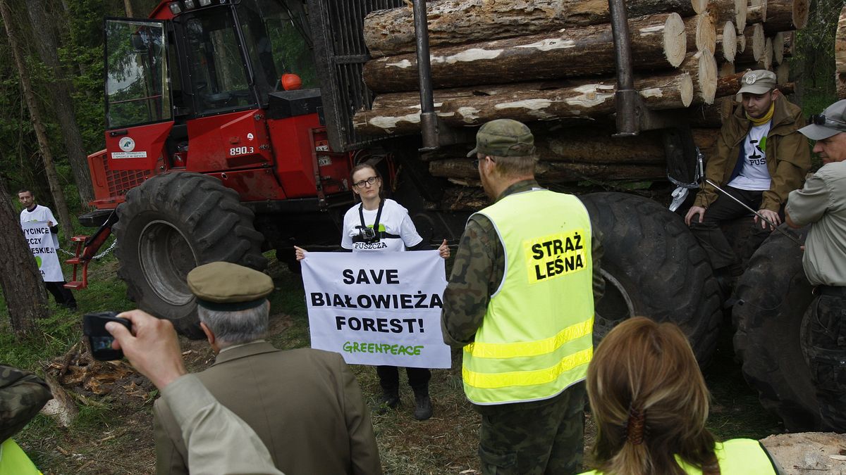 Protest przeciwko wycince Puszczy Białowieskiej w 2017 roku.