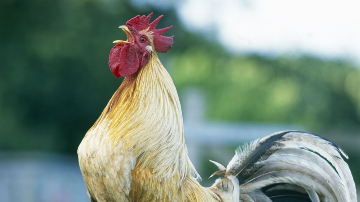 Zakłócanie ciszy nocnej przez koguta 