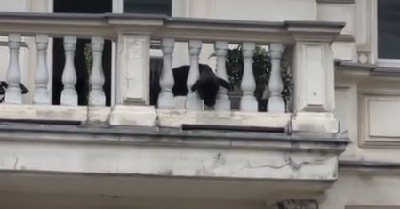 Pies zachęcał przechodniów do zabawy. Nagranie z Łodzi robi furorę