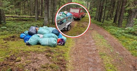 Wywieźli całą przyczepę. Ktoś schował głęboko w lesie. "Ręce opadają"