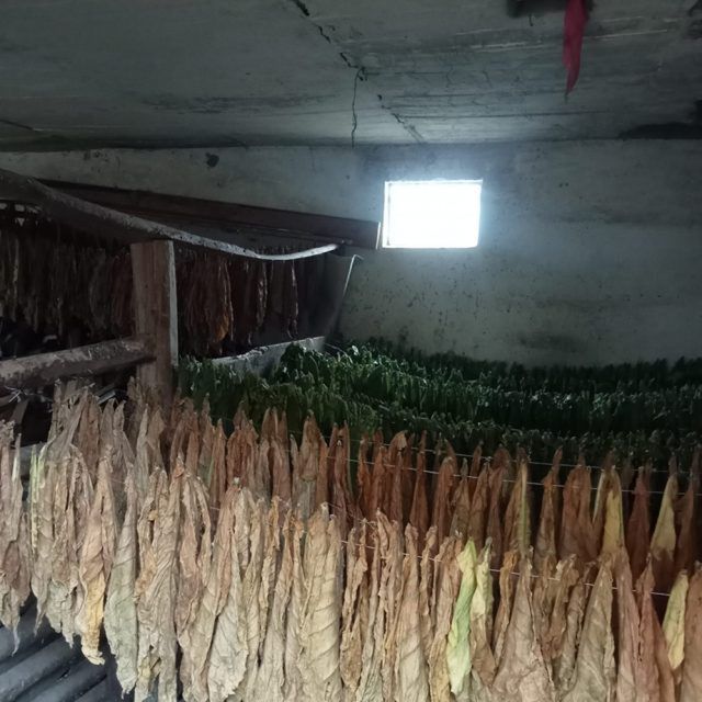 Nielegalna produkcja papierosów w gminie Terespol. Policjanci zabezpieczyli 33 kg tytoniu i uprawę roślin (zdjęcia)