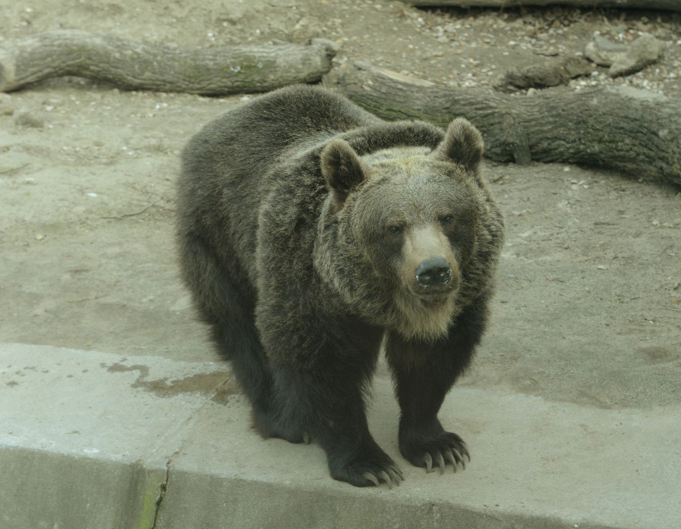 Niedźwiedź z wrocławskiego zoo.