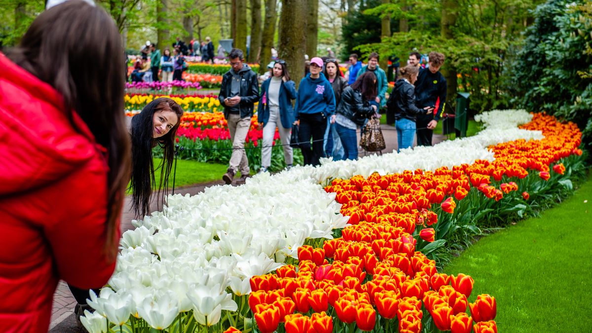 Thousands of visitors are seen enjoying the good weather during their visit to Keukenhof, one of the world's largest flower gardens, and are situated in Lisse, The Netherlands, on April 23rd, 2023. (Photo by Romy Arroyo Fernandez/NurPhoto via Getty Images)