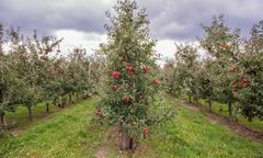 Katastrofalna sytuacja po gradobiciu. "Niektórym nie wystarczy owoców nawet na ciasto"