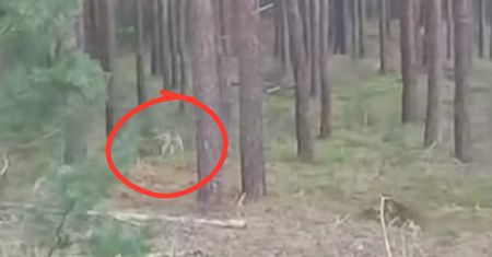 Leśnik stał i nagrywał. Zobaczcie, co pojawiło się między drzewami