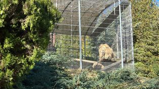 Czchów: Zarzuty dla mężczyzny trzymającego na posesji lwy i tygrysa