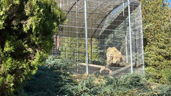 Czchów: Zarzuty dla mężczyzny trzymającego na posesji lwy i tygrysa