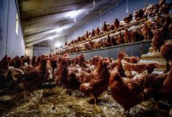 Są pierwsze przecieki. KE reaguje na ptasią grypę w Polsce