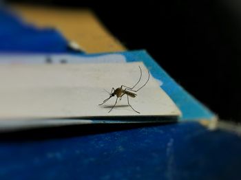 Ukąszenia komarów, kleszcze i osy. Jak reagować, a kiedy zgłosić się do lekarza?