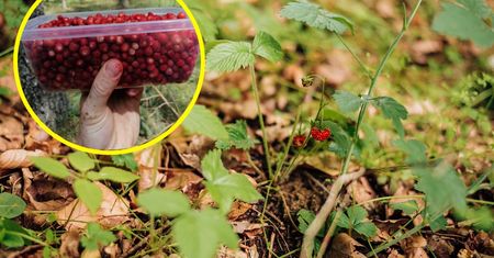 Wysyp w lasach. "Jak żyję nie pamiętam takiego urodzaju"