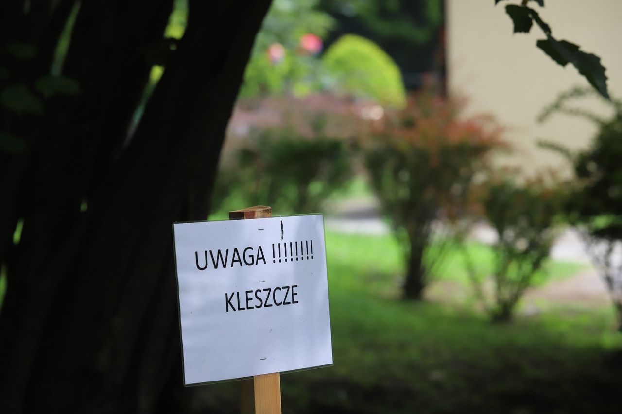 Kleszcze atakują. Zaszczep się, zanim zachorujesz. Coraz więcej przypadków kleszczowego zapalenia mózgu. Żniwo zbiera też borelioza