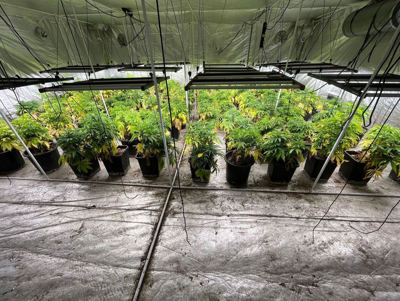 Sławno: Plantacja konopi zlikwidowana. Policjanci przejęli 80 kg narkotyku, broń i amunicję