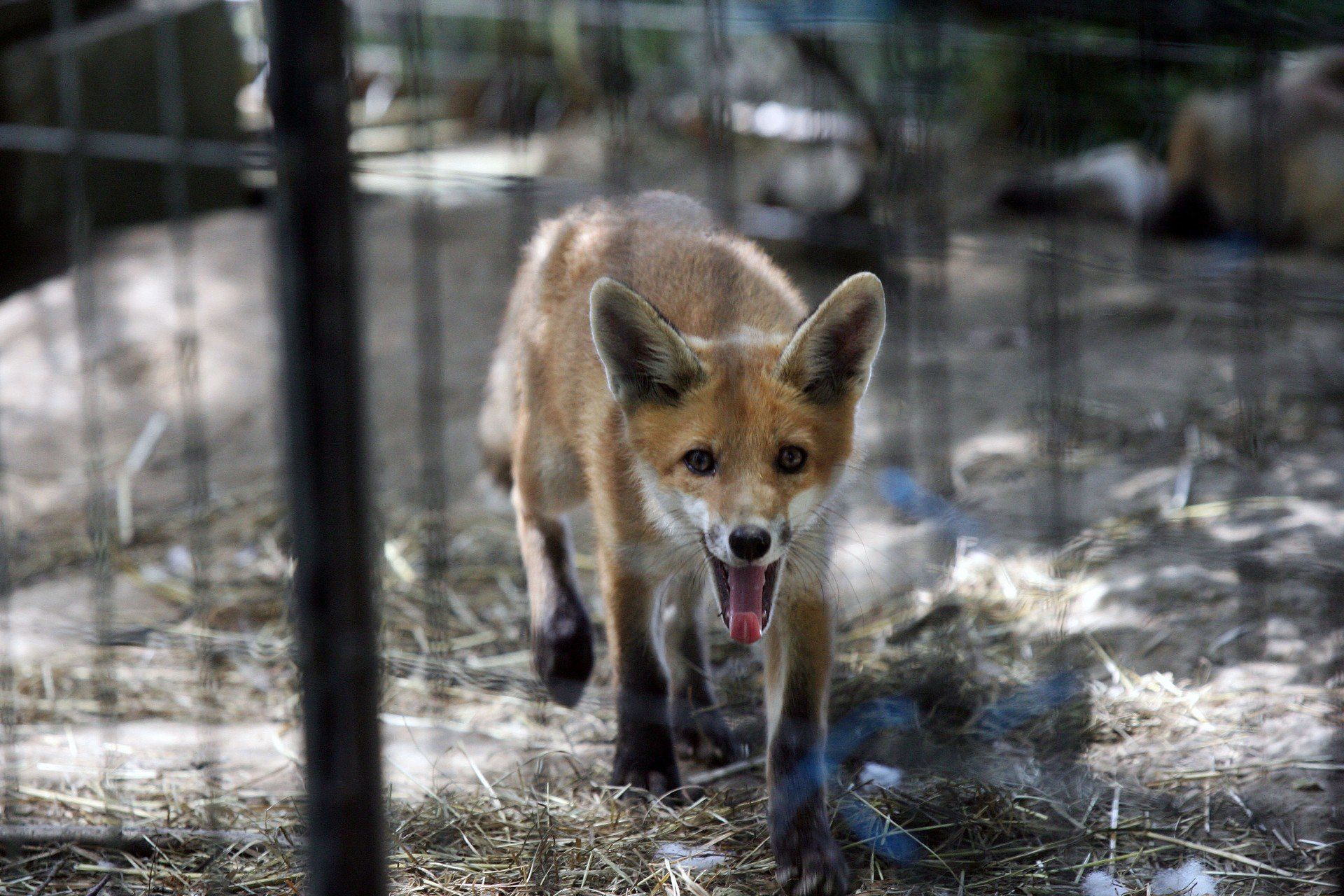 11.06.2019 RACZKOWA FUNDACJA OCHRONY PRZYRODY I ROZWOJU TURYSTYKI  FOPIT GOBI DZIKIE ZWIERZETA RANNE ZWIERZE LIS PTAK BORSUK 
GAZETA WROCLAWSKA
PIOTR KRZYZANOWSKI/POLSKA PRESS GRUPA