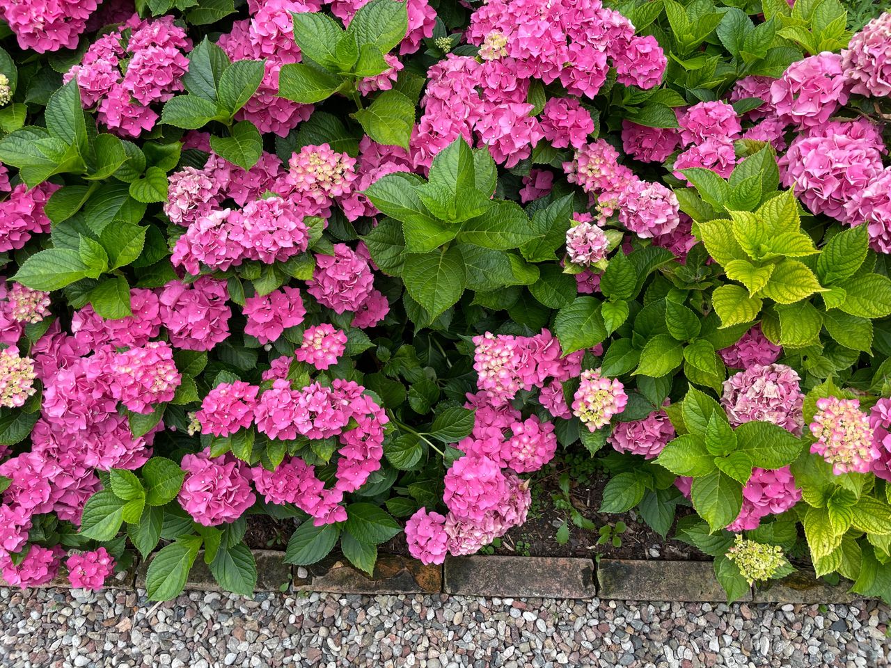 When to water hydrangeas in the garden?