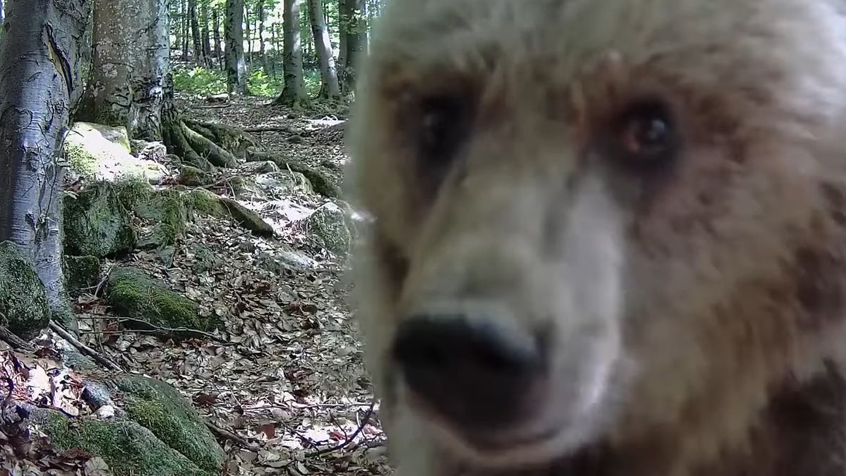 Nagrali niedźwiedzia. Zaskakująca reakcja