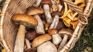 Smakuje i pachnie jak prawdziwek, a niektórzy omijają. Nazwę zawdzięcza drzewom, pod którymi rośnie