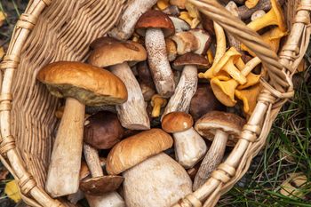 Smakuje i pachnie jak prawdziwek, a niektórzy omijają. Nazwę zawdzięcza drzewom, pod którymi rośnie