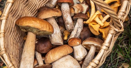 Smakuje i pachnie jak prawdziwek, a niektórzy omijają. Nazwę zawdzięcza drzewom, pod którymi rośnie