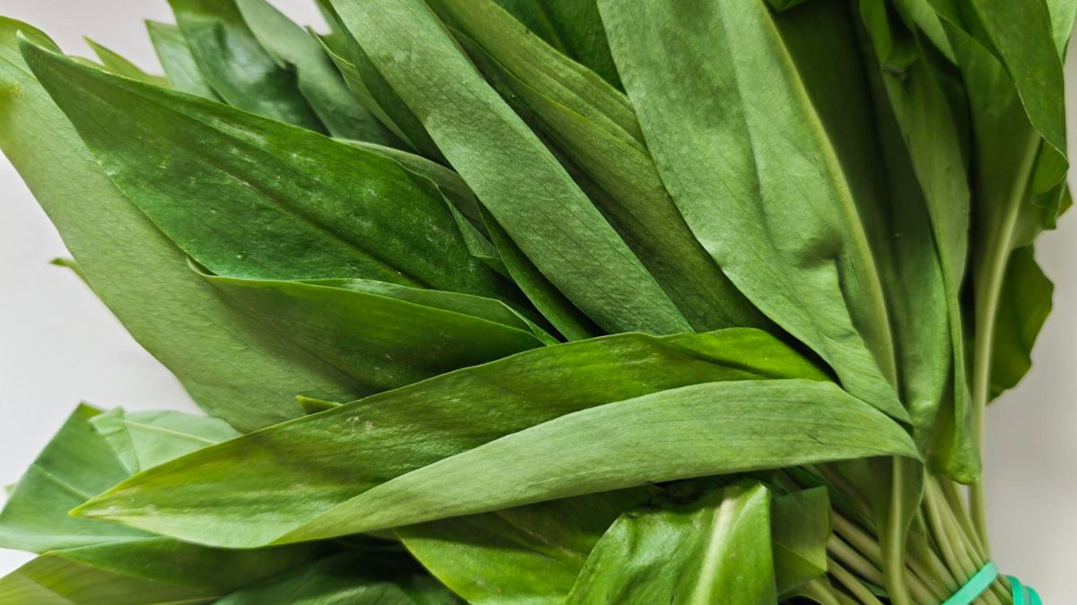 Pęczek świeżego czosnku niedźwiedziego