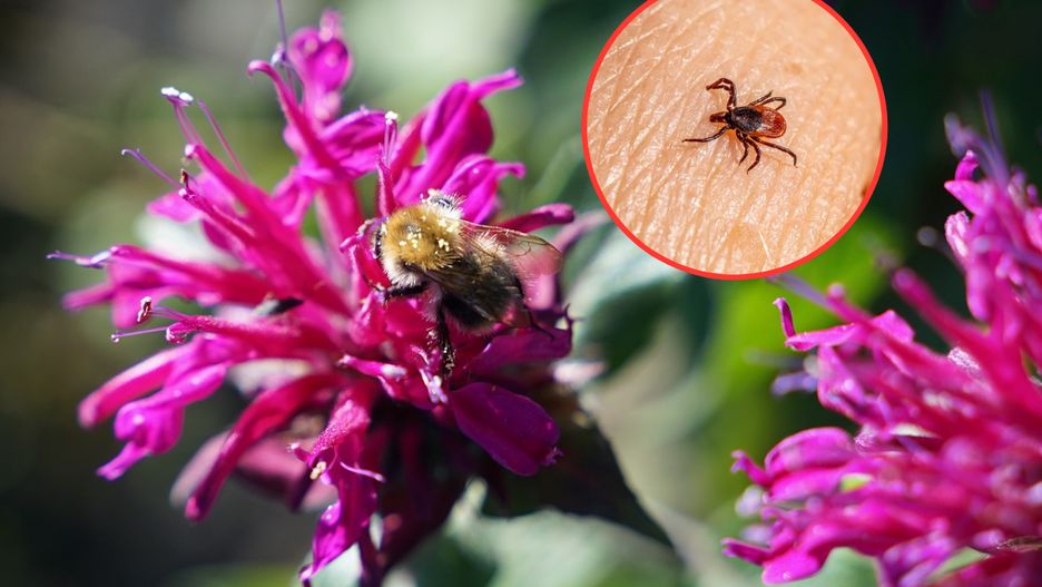 Naturalne sposoby na kleszcze