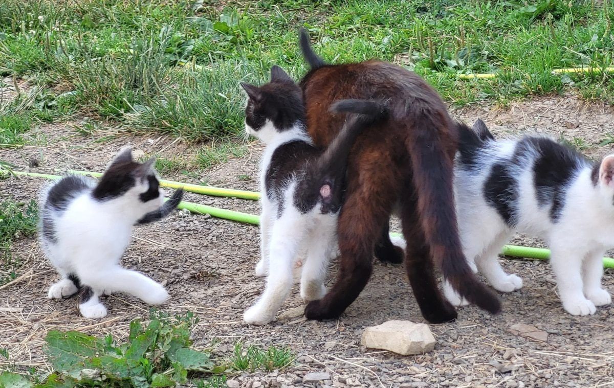 Dlaczego dobór karmy dla kota według wieku i kondycji jest tak ważny?