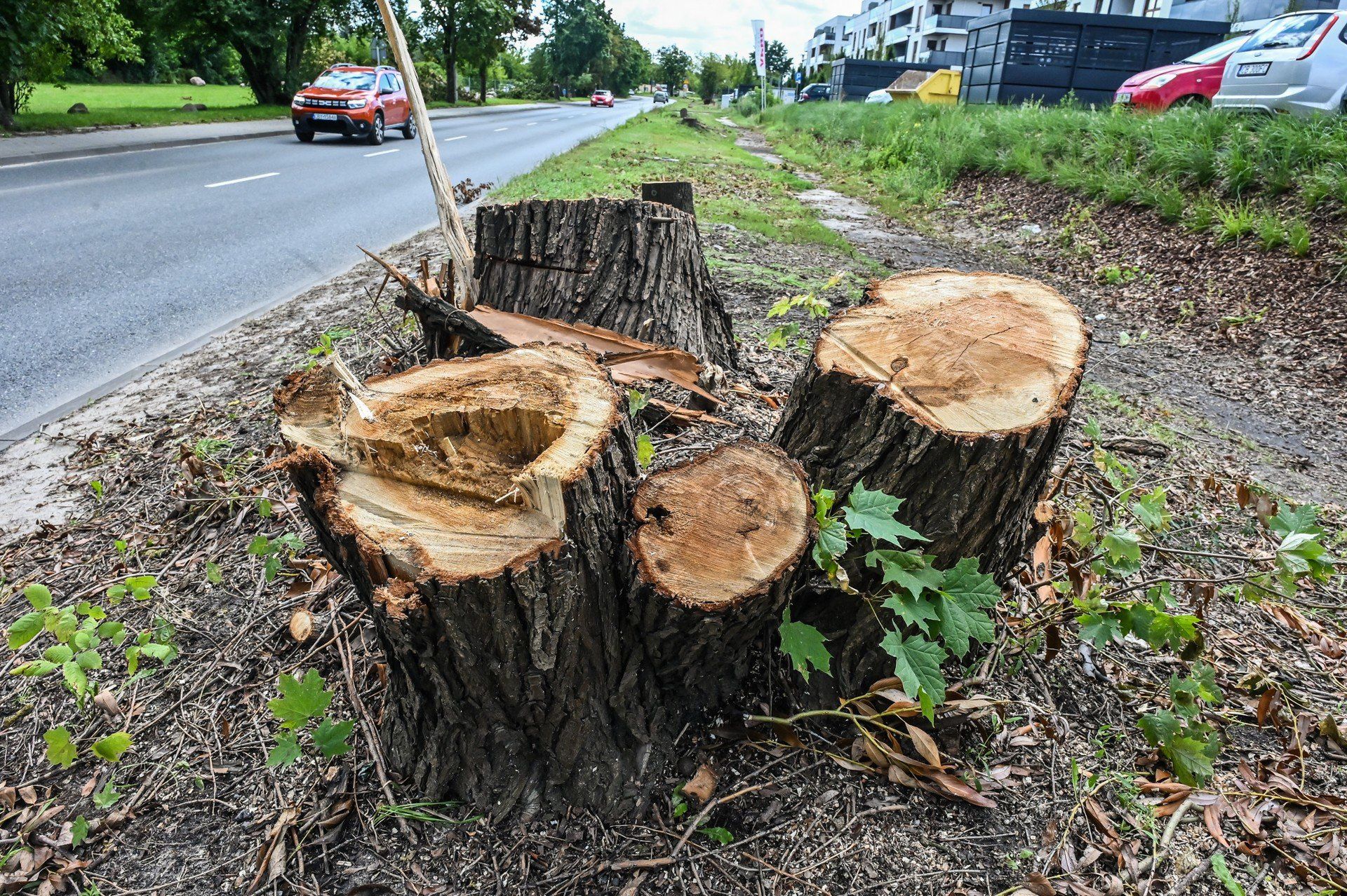 Wzdłuż jednej z głównych ulic bydgoskiego Szwederowa wycięto kilkanaście dorodnych drzew.
