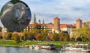 Krakowski urząd wynajął owcę. Zapłacono więcej niż zarabia kierowca MPK