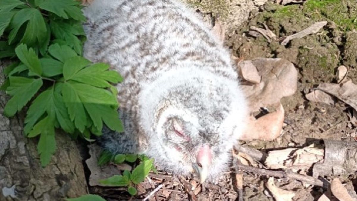 Oto gałęziak - pisklę sowy.