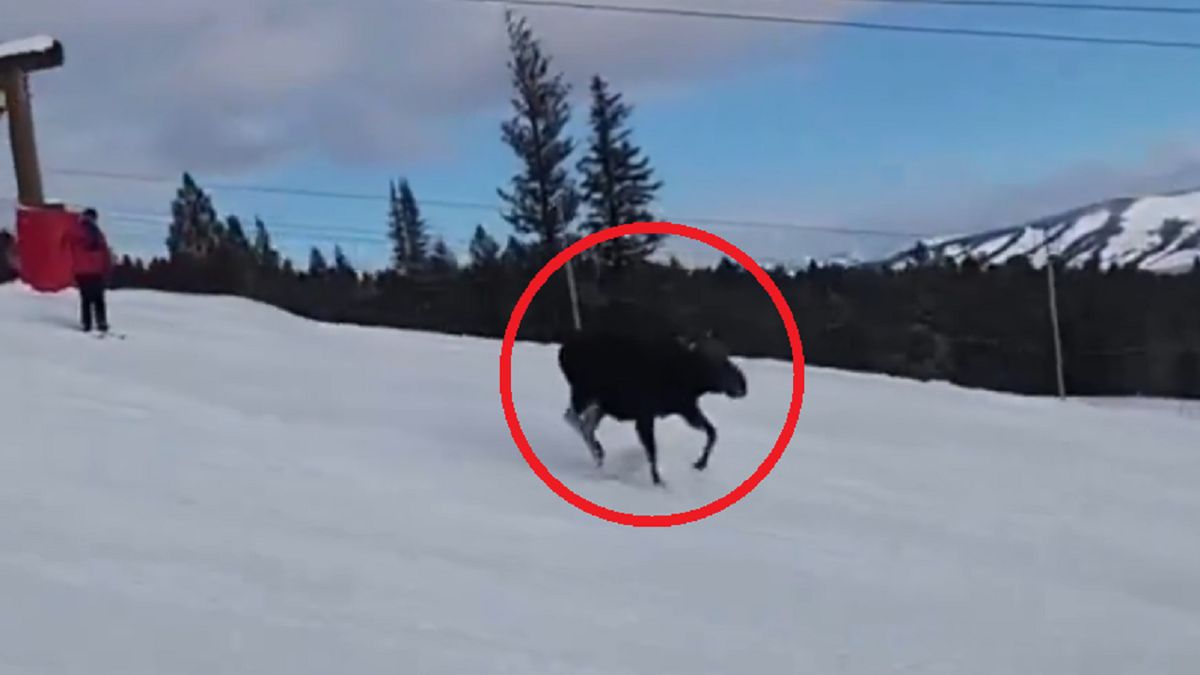Łoś na stoku w Jackson Hole w stanie Wyoming.