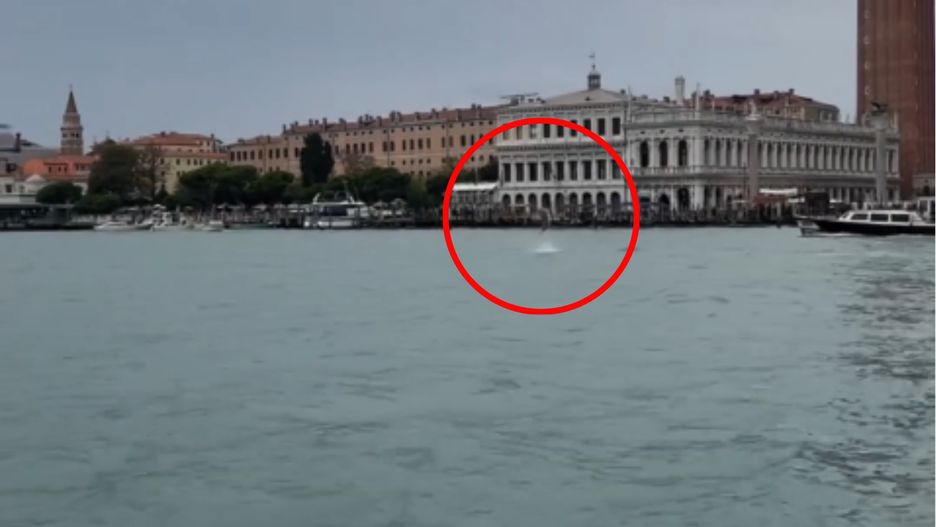 Delfin popisuje się swoimi akrobatycznymi skokami 