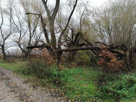 Honor 9X przykład 2