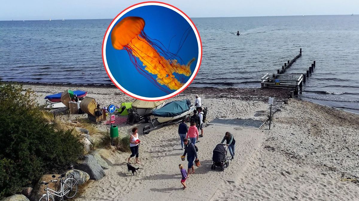 Setki osób poparzonych przez meduzy