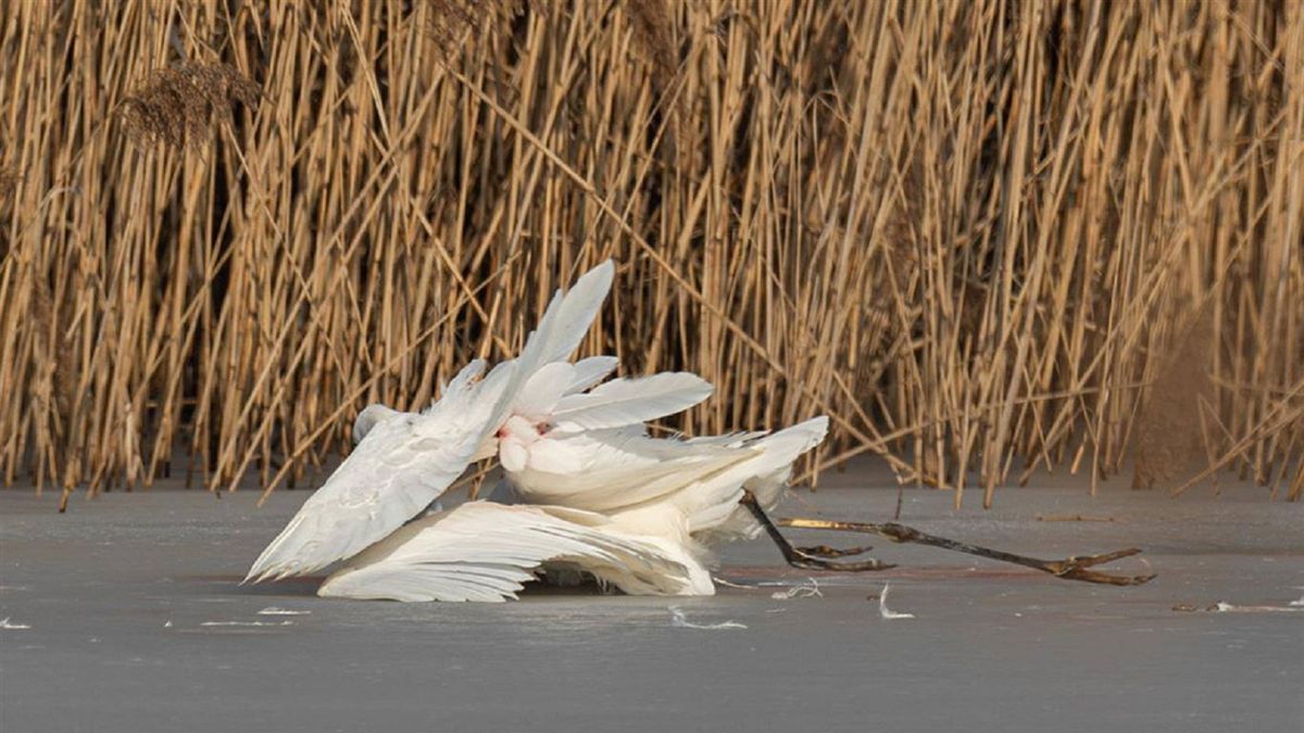 Przerażający widok nad stawem na Śląsku
