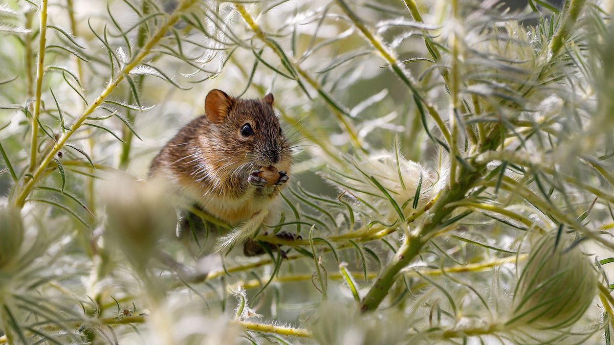 W Australii myszy noodji zapylają kwiaty [zdj. ilustracyjne]