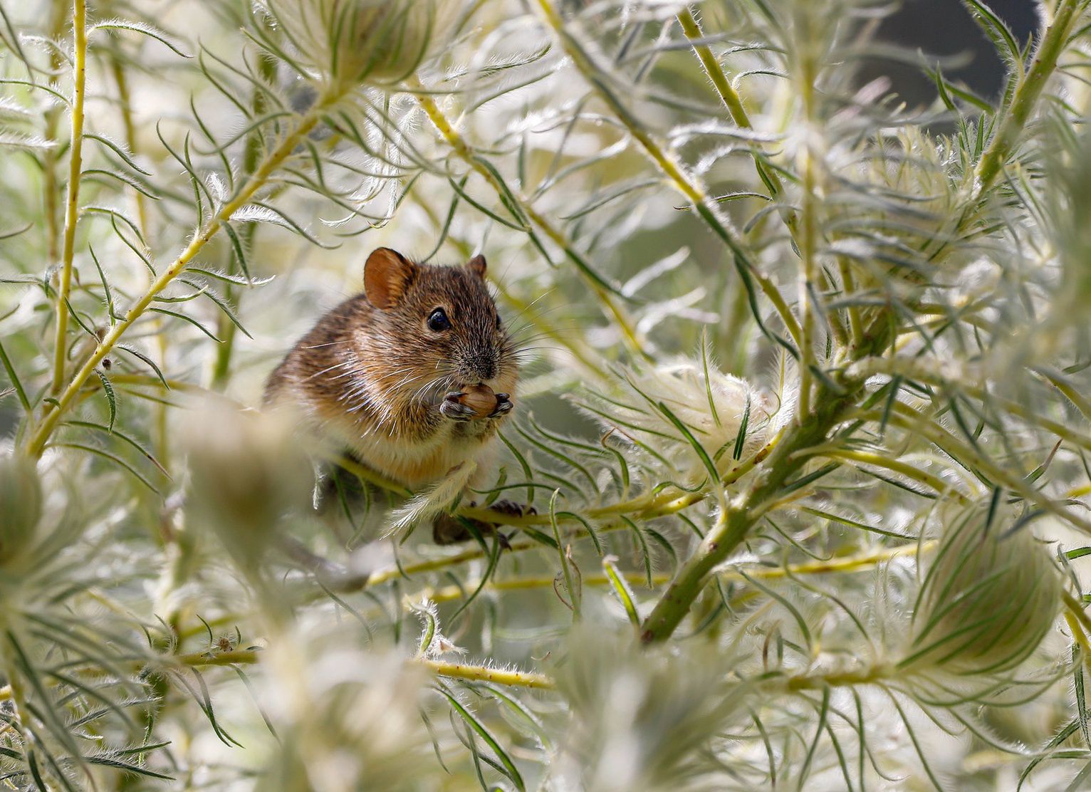 Los ratones son como insectos. Es sorprendente lo que grabó la cámara con sensor de movimiento