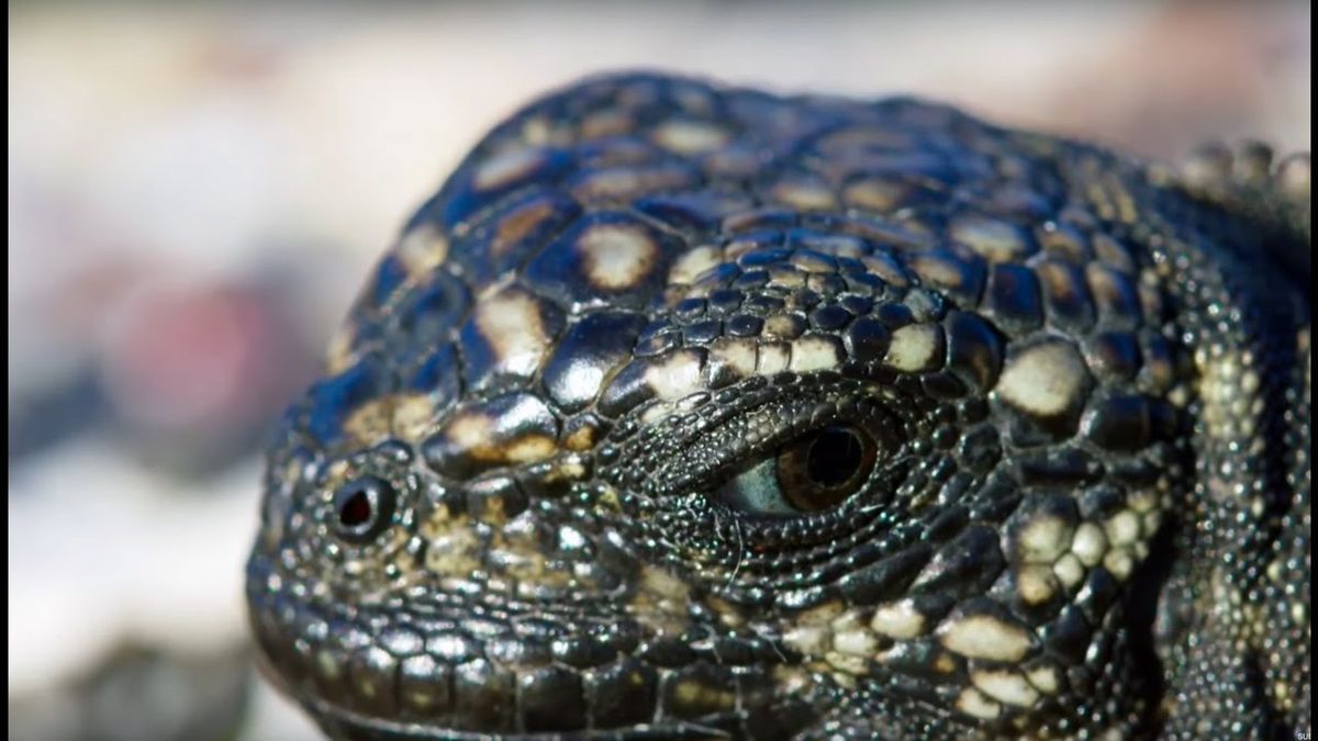 Oto najbardziej dramatyczna scena, pokazana kiedykolwiek w telewizji 1