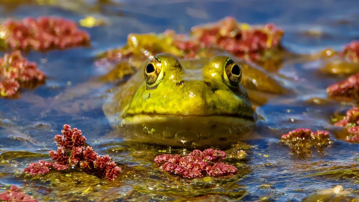 Płazy mogą nie przetrwać zmian klimatu