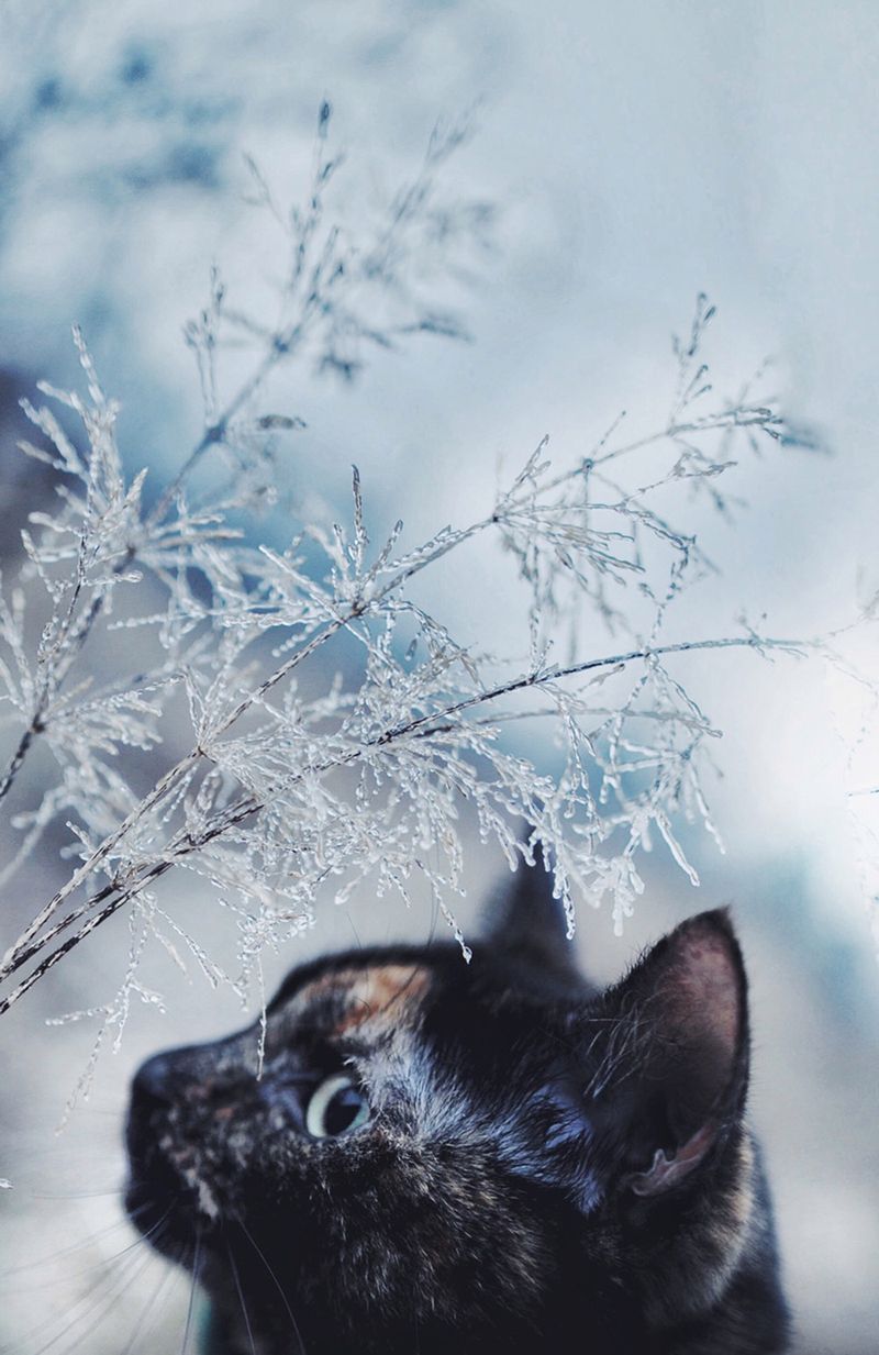 „Cat Effect", czyli cztery pory kota 10