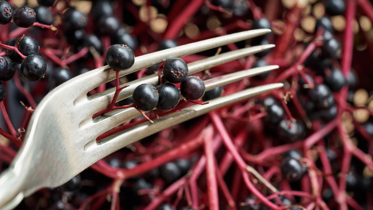 Czarny bez nazywany jest "apteczką Pana Boga" nie bez powodu. Koniecznie posadź w ogrodzie
