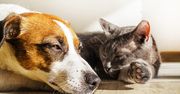 Psy i koty będą coraz bardziej cierpieć. Ekspertka radzi, jak im pomóc