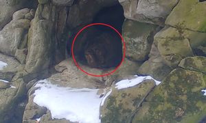 Leśnik chwycił za telefon. "Jest taka grota"