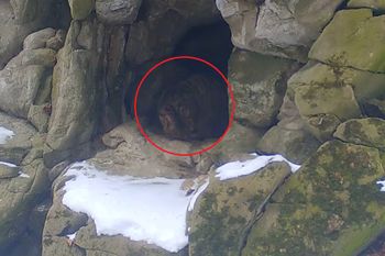 Leśnik chwycił za telefon. "Jest taka grota"